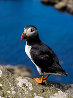 Lunga Puffin 1