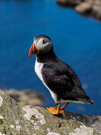 Lunga Puffin 1