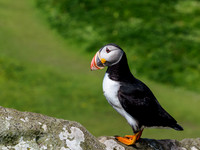 Lunga Puffin 3