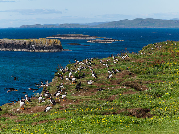 Lunga Puffins