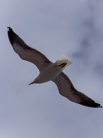 Seagull