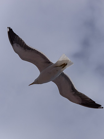 Seagull
