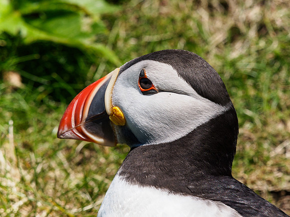 Lunga Puffin 6