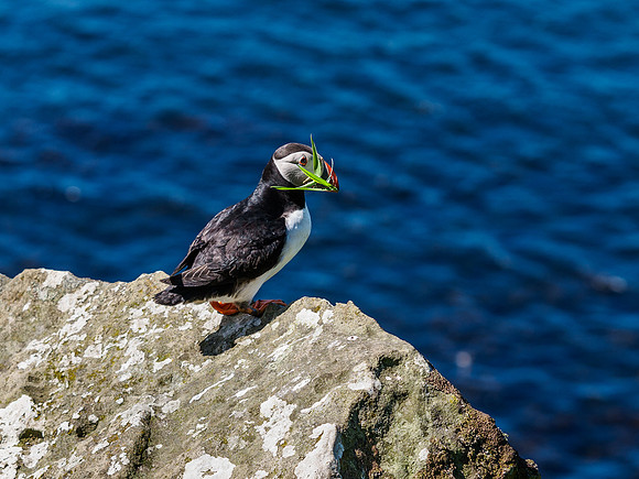 Lunga Puffin 4