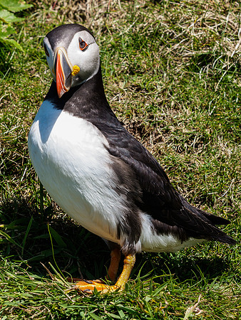 Lunga Puffin 7