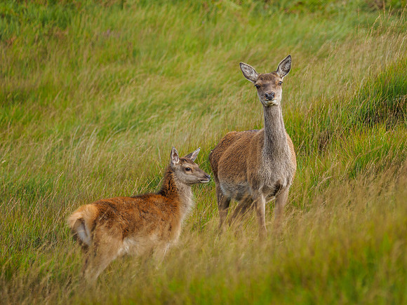 Hinds and Fawns