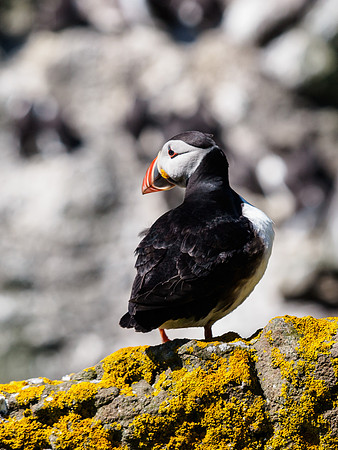 Lunga Puffin 8
