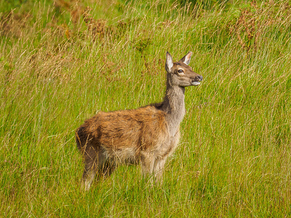 Hinds and Fawns