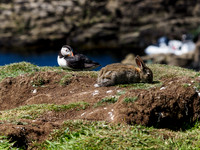 The Very Rare Long Eared Puffin
