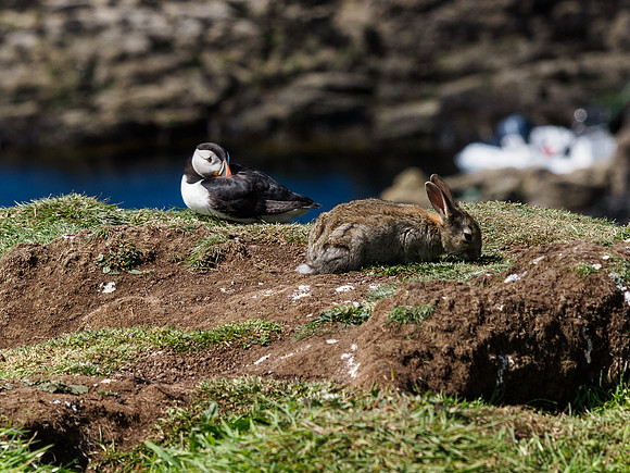 The Very Rare Long Eared Puffin