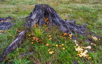 Shrooms [1910010]
