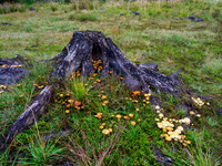 Shrooms [1910011]