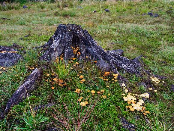 Shrooms [1910011]