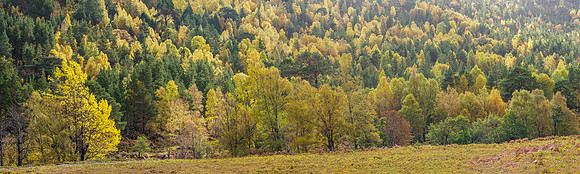 Trees [1910036]