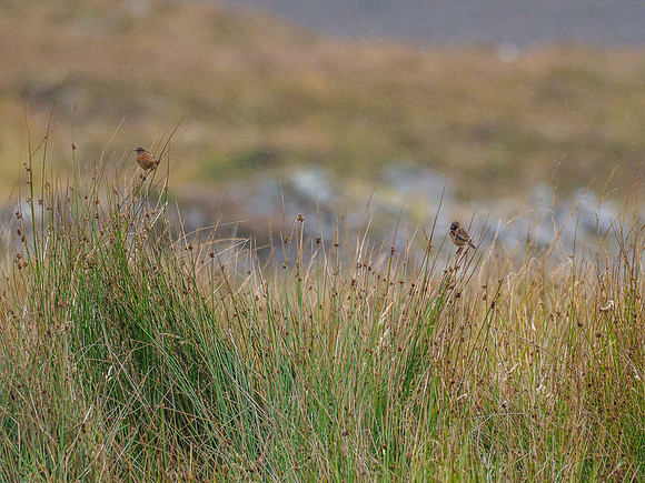 Stonechat (Saxicola rubicola) [1910042]