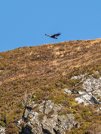 Golden Eagle (Aquila chrysaetos) [1910067]