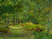 Woodland Path [1912018]
