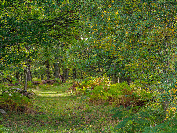 Woodland Path [1912018]