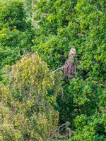Common Buzzard (Buteo buteo) [1910017]