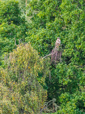 Common Buzzard (Buteo buteo) [1910017]