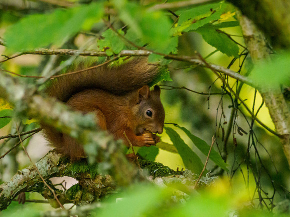 Noisy Red Squirrel [1910063]
