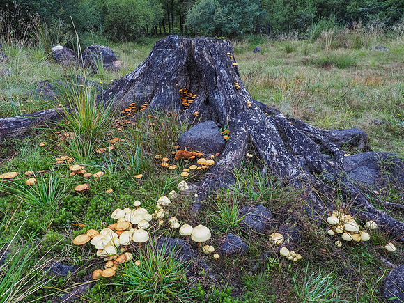 Shrooms [1910009]
