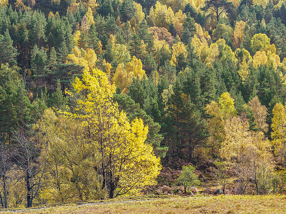 Trees [1910035]
