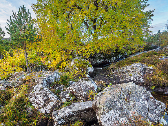 Autumn Aspen [1910026]