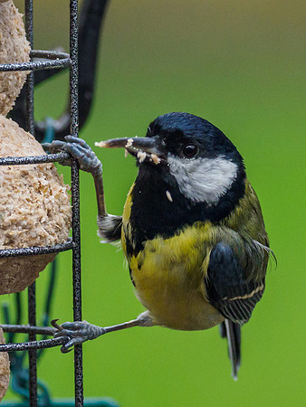 Great Tit (Parus major) [1910078]