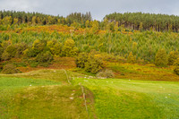 Autumn Colour [1910019]