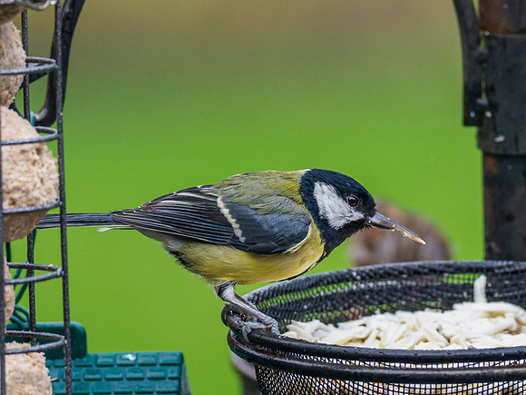 Great Tit (Parus major) [1910077]