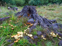 Shrooms [1910008]