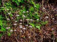 Wee Mushrooms [1912032]