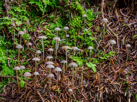 Wee Mushrooms [1912032]