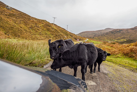 Glen Cannich Road Block [1910041]