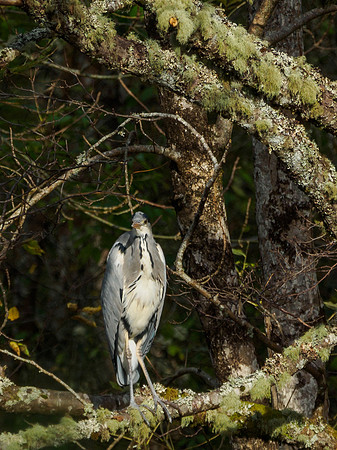 20161030-Urquhart Bay Wood-EM520009