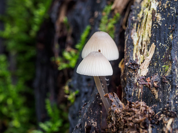 Woodland Fungi