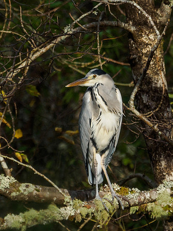 20161030-Urquhart Bay Wood-EM520011
