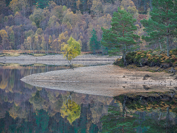 Lone Birch