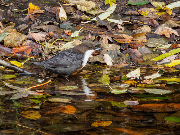 Autumn Dipper