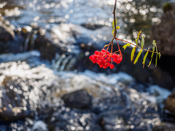 Rowan Berry Falls
