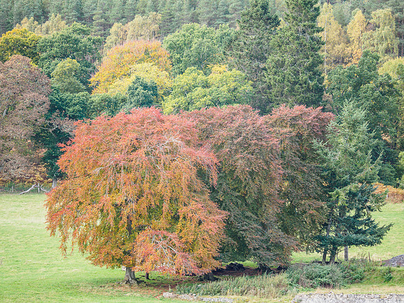 Woodland Scene