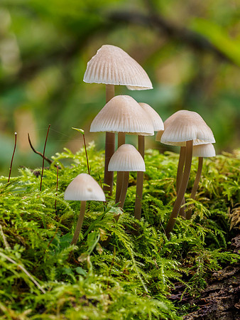 Woodland Fungi