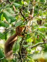 20161001-Balmacaan Woods-EM520142