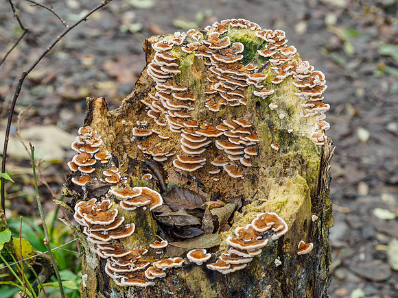 Woodland Fungi