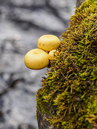 Woodland Fungi