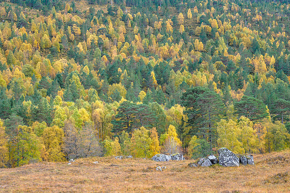 Autumn in Glen Cannich
