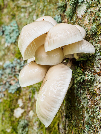 Mushrooms