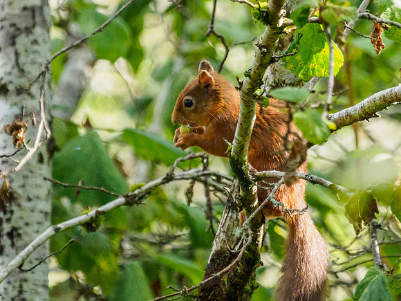 20161001-Balmacaan Woods-EM520138