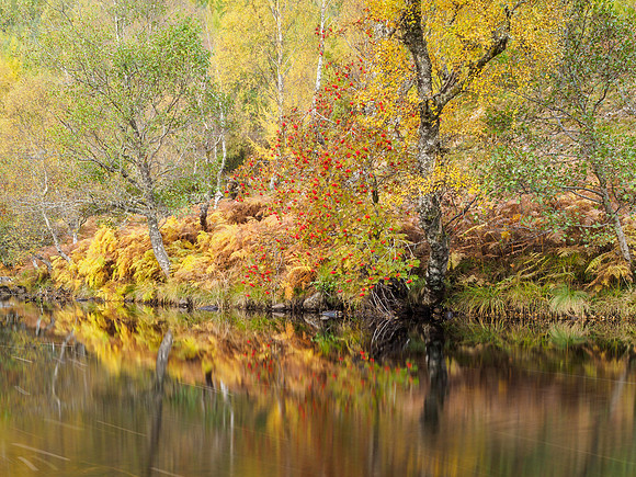 Autumn in Glen Cannich